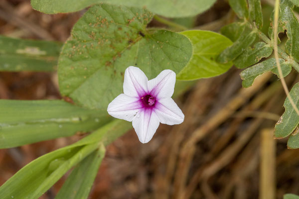26.03. Porcupine/Fountain Trail: Morning glory (Ipomoea sp.)