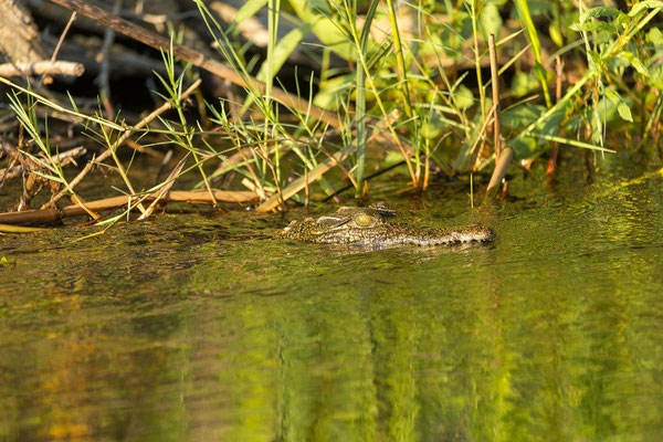 20.03. Morning Cruise: Nilkrokodil (Crocodylus niloticus)