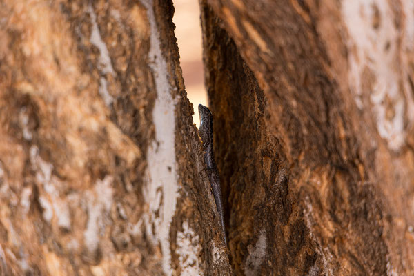 02.03. Bagatelle Kalahari Game Ranch: Mabuya sp.