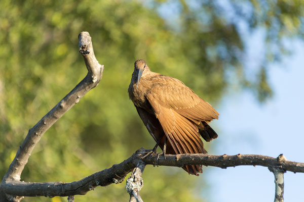 20.03. Morning Cruise: Hamerkop (Scopus umbretta)