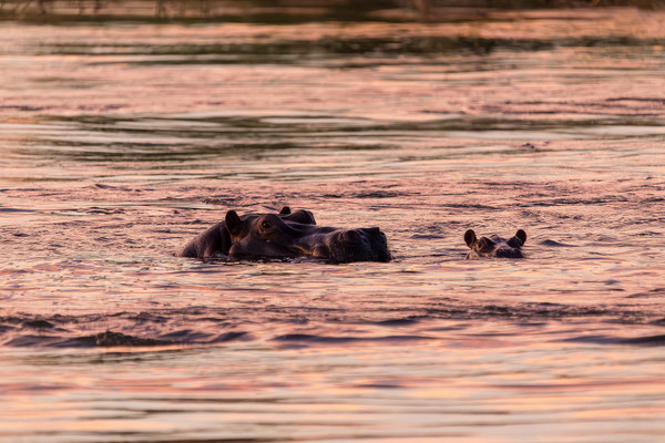 21.03. Sunset Cruise: Flusspferd (Hippopotamus amphibius)