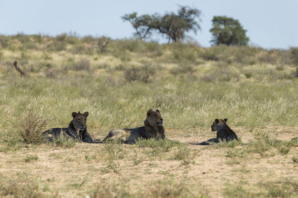 07.03. Löwe (Panthera leo)