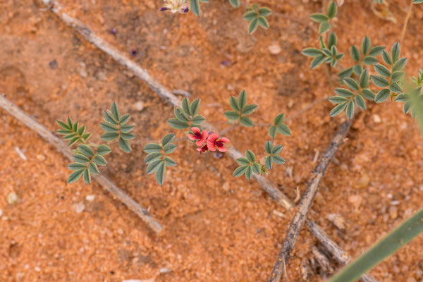 03.03. Vom Red Dune Camp zum KTP: Indigofera daleoides