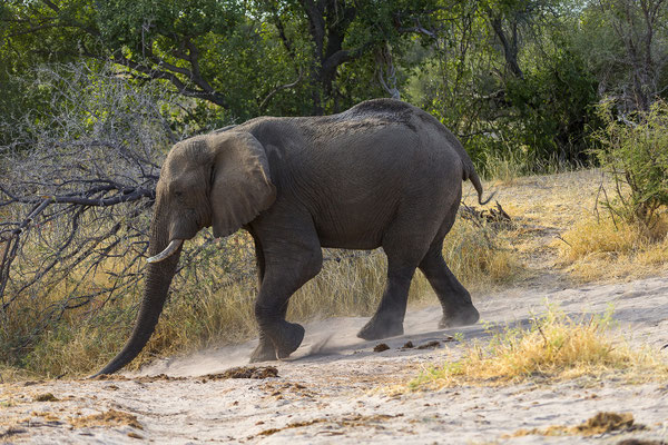 16.03. Makgadikgadi NP: Elefant (Loxodonta africana)