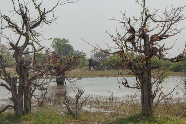 7.10. Moremi GR - unterwegs nach 3rd Bridge: Elefant (Loxodonta africana)