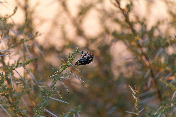 13.03. Evening Drive: Giant jewel beetle (Sternocera orissa)