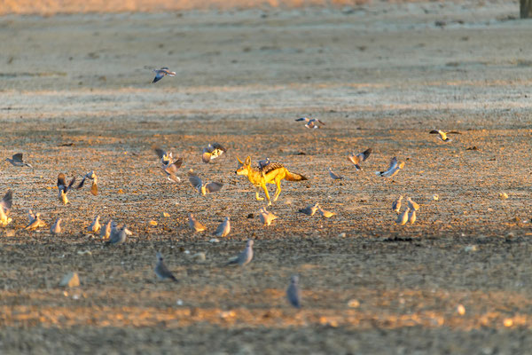 07.03. Schabrackenschakale (Canis mesomelas) bei der Jagd.