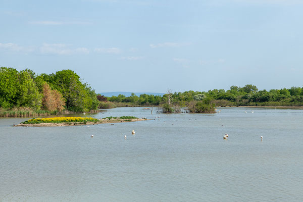 30.04. Riserva Naturale Regionale della Foce dell' Isonzo