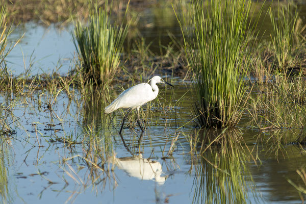 22.03. Bwabwata NP: Little egret (Egretta garzetta)