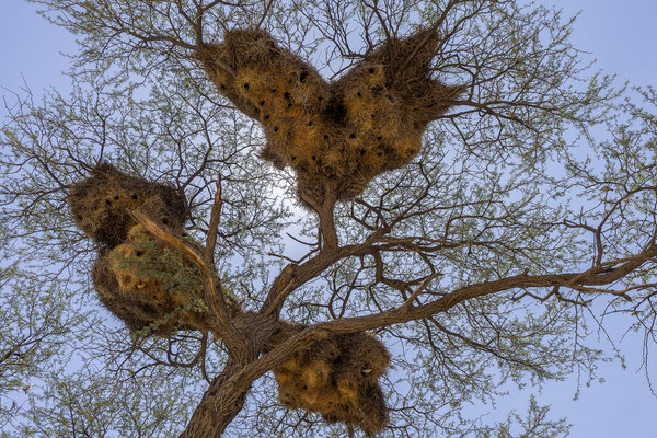 01.03. Unterwegs nach Bagatelle - Webervogelnest mit Kapkobra (Naja nivea)