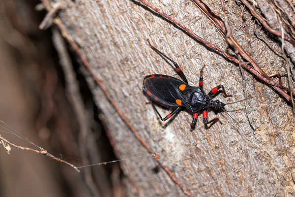 20.03. Auf unserer Campsite entdecken wir dann noch eine Raubwanze (Psyttala sp.)