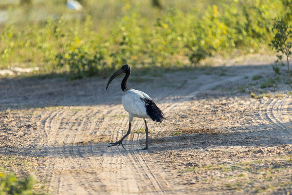 22.03. Bwabwata NP: African sacred ibis (Threskiornis aethiopicus)