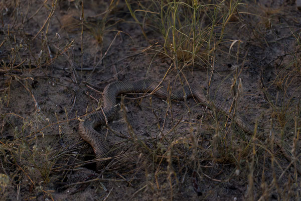 09.03. Bosobogolo 02 Campsite: Kapkobra (Naja nivea)