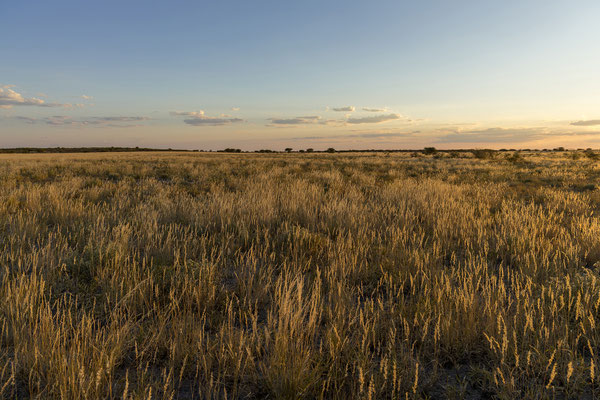 14.03. Evening Drive