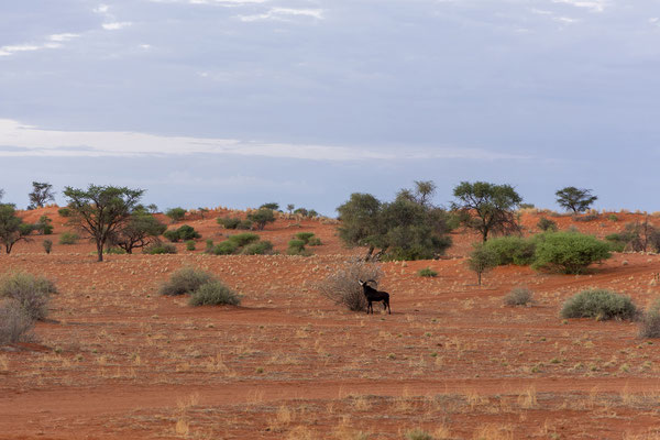 02.03. Bagatelle Kalahari Game Ranch: Aus dem Dachzelt erleben wir einen malerischen Sonnenaufgang und entdecken dann eine Rappenantilope (Hippotragus niger). 