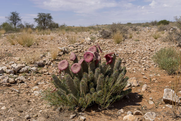 02.03. Unterwegs zum Red Dune Camp blüht es immer wieder am Straßenrand: Hoodia gordonii