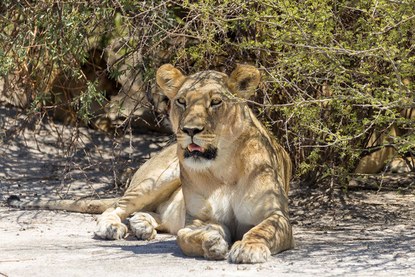 13.03. Löwen (Panthera leo)