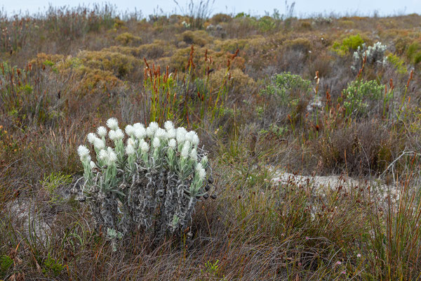 16.10. Cape Peninsula: Helichrysum vestitum