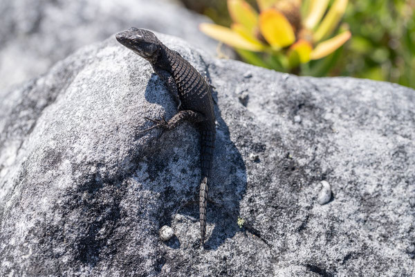 19.10. Table Mountain: Cordylus niger /  Black girdled lizard