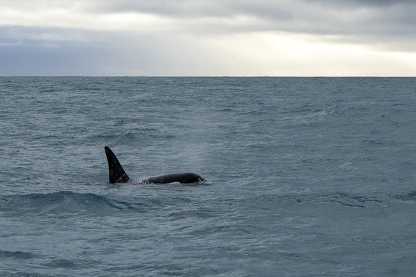 Orcas (Orcinus orca)