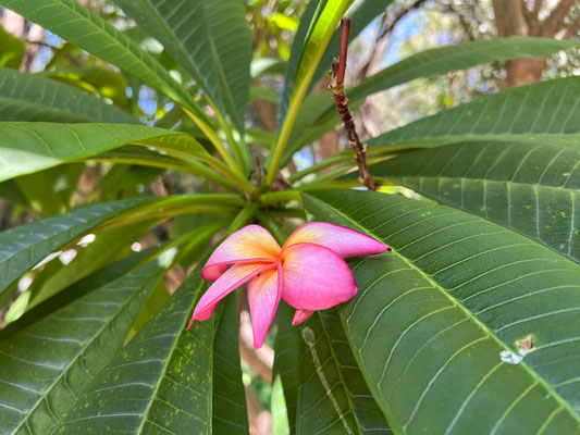 22.03. Nunda River Lodge: Rote Frangipani (Plumeria rubra)