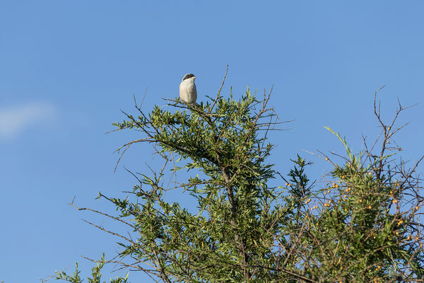 10.03. Shrike (Lanius sp.)