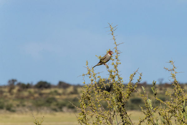 10.03. Mpayathutlwa 01 Campsite: Red-headed finch (Armadina erythrocephala)