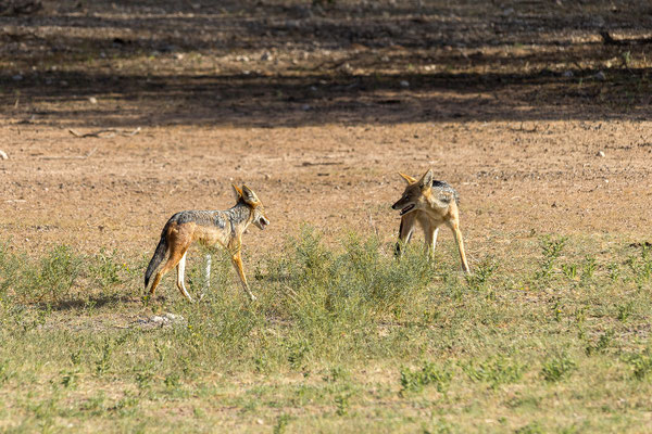 03.03. Black-backed jackal (Canis mesomelas)