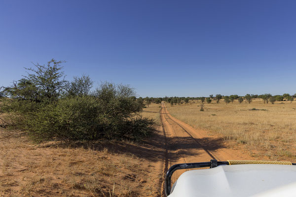 08.03. Über die Dünen geht es retour Richtung Nossob, Isaacs Schmutzwäschesäcke im Gepäck.