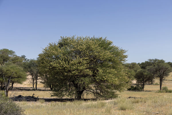 09.03. Nossob - Mabua