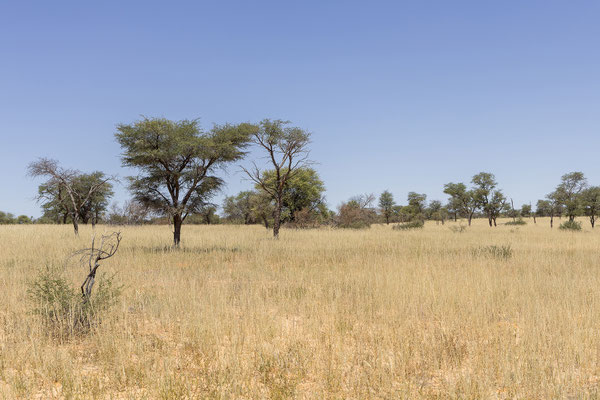 09.03. Nossob - Mabua