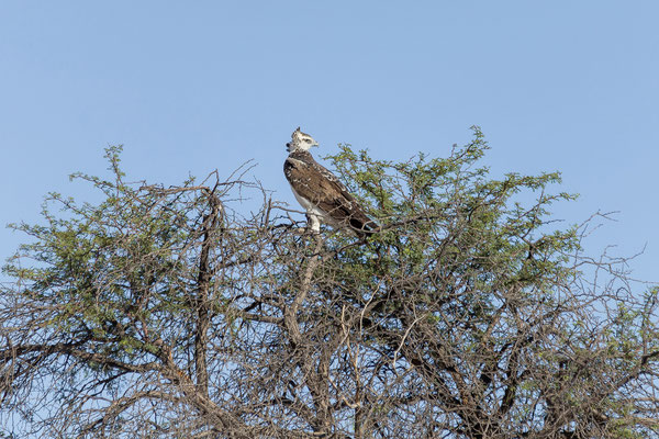 04.03. Morning Game Drive im Aoub Tal: Martial eagle juv. (Palemaetus bellicosus)