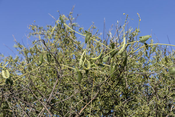 10.03. Pergularia daemia