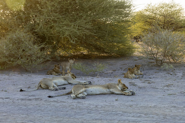 15.03. Morning Drive: Löwen (Panthera leo)