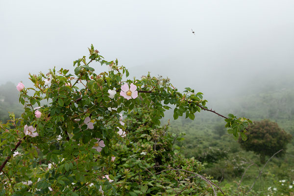 31.05. Balagne; Rosa canina - Hundsrose