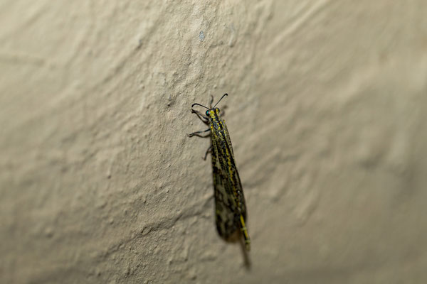 08.03. Ameisenjungfer