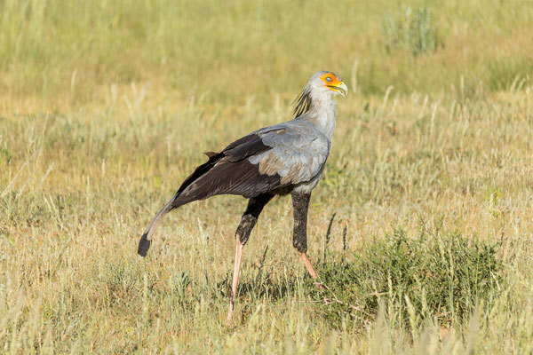 04.03. Evening Drive: Sectretarybird (Saggitarius serpentarius)