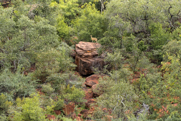 26.03. Porcupine/Fountain Trail: Klippspringer (Oreotragus oreotragus)