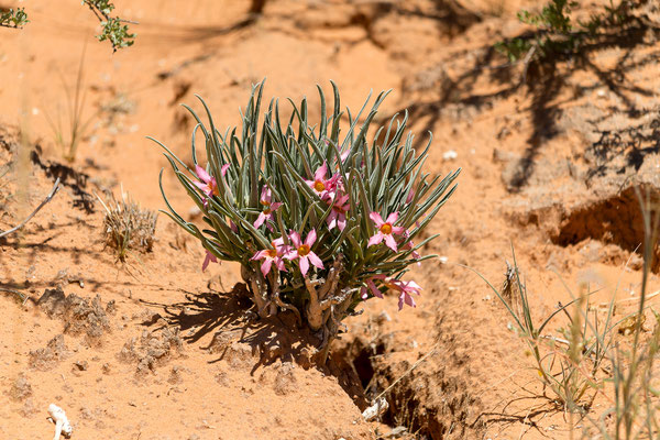 05.03. Auf dem Weg nach Twee Rivieren: Adenium oleifolium