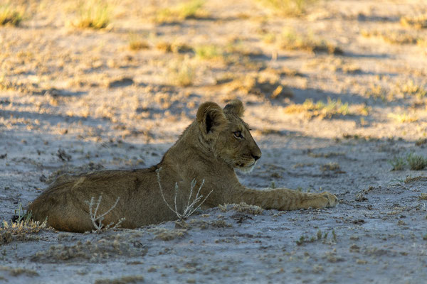 15.03. Morning Drive: Löwen (Panthera leo)