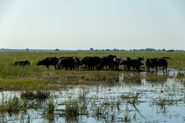 22.03. Bwabwata NP: Büffel (Syncerus caffer)