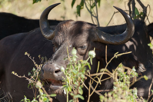 03.05. Chobe NP (Riverfront), eine Herde von ca. 100 Büffeln (Syncerus caffer) rastet unter den Bäumen rechts und links der Pad