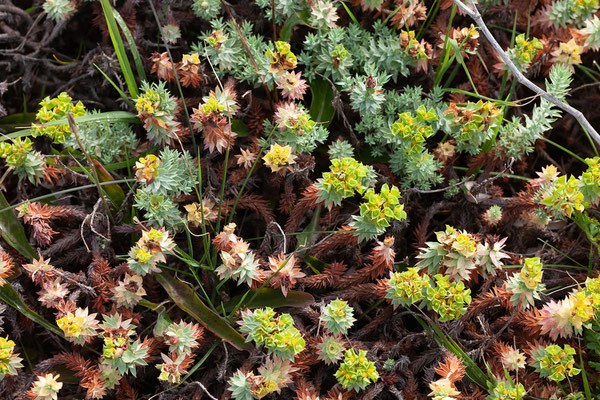 29.05. Centuri Port, Euphorbia sp.