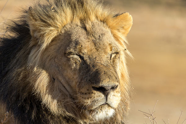 09.03. Löwe (Panthera leo)