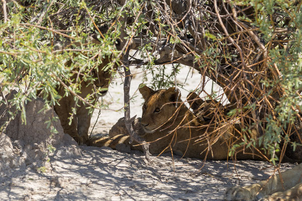 13.03. Löwen (Panthera leo)