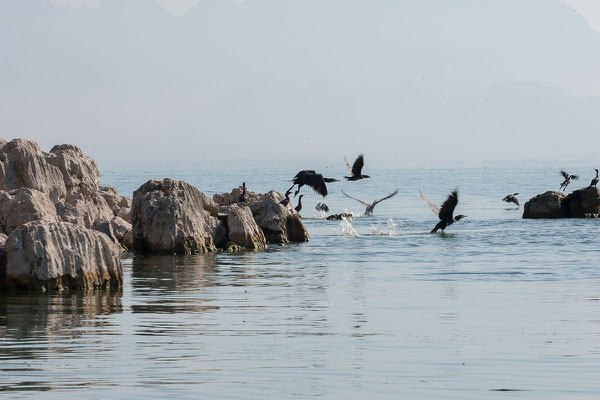 16.9. Bootsfahrt am Skadarsko Jezero