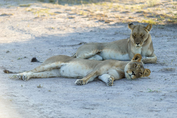 15.03. Morning Drive: Löwen (Panthera leo)