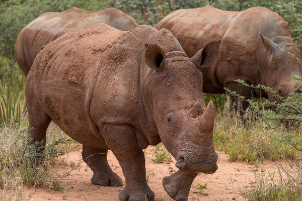 25.03. Waterberg Wilderness: Breitmaul - Nashorn (Ceratotherium simum)