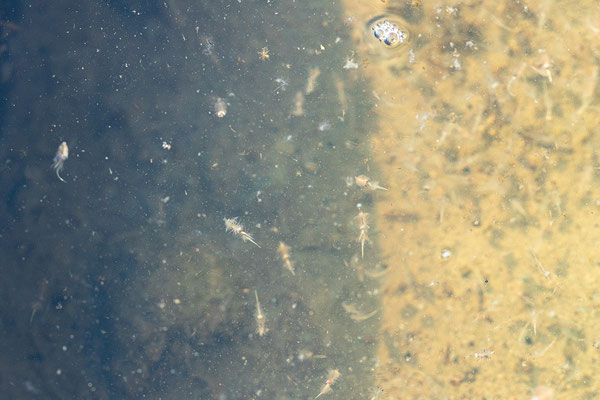 Salzgärten von Guérande - Salinenkrebse