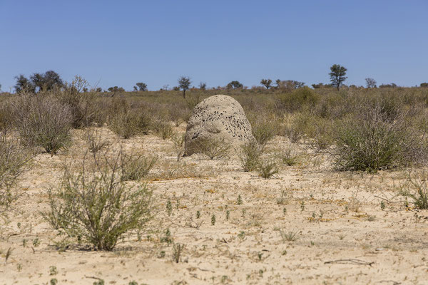 06.03. Je weiter in den Norden wir kommen, desdo mehr Termitenhügel fallen uns auf.